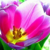 Cristina Vannuzzi Landini