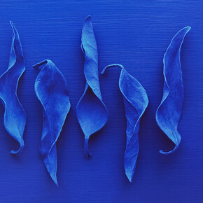 Reinhard Ziegler, Yves' Garden VI, 2023, archival pigment print on Hahnemuhle paper, 28x45 inches. Courtesy the artist and Conduit Gallery
