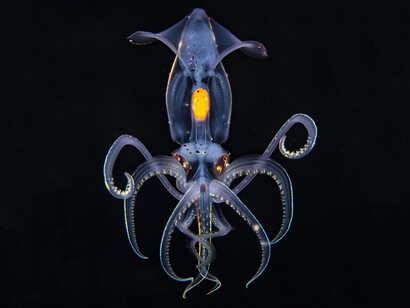 Planet ozean, ausstellungsansicht. Mit freundlicher genehmigung des Gasometers