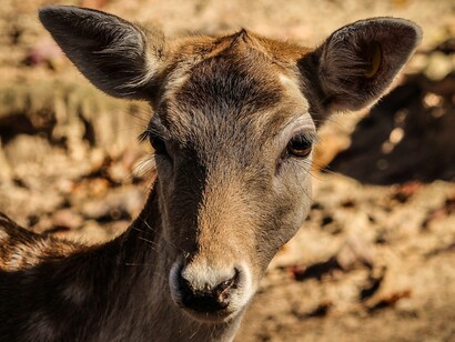 Fallow deer