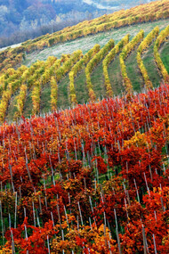 Le Langhe
