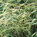 Franz Gertsch. Courtesy of Museum Franz Gertsch