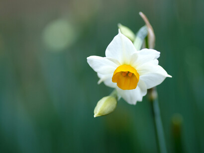La trasformazione di un essere umano in pianta o fiore profumato è ricorrente nella mitologia