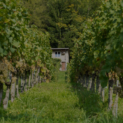 A detailed image of ripe grapes hanging from the vines in a lush vineyard