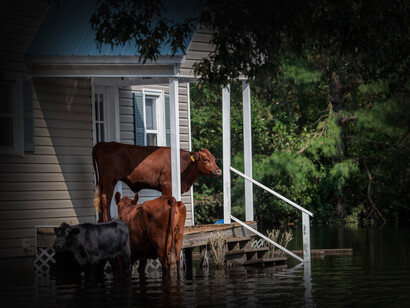 Vacas en el portal de una casa 