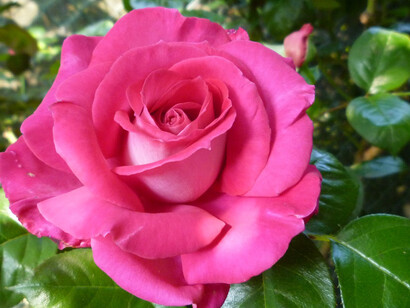 Le proprietà delle rose