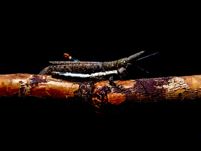 Saltamontes «pinocho» Bactrophora dominans (Foto: Jeff Shea)