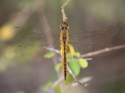 Globe Skimmers undertake multi-generation long distance migrations (at Backwaters Lodge) ©  Gehan de Silva Wijeyeratne