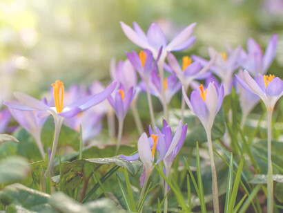 Natura nos muestra a cada paso el perfecto y exacto cálculo de una segura ciencia que dio lugar a ella