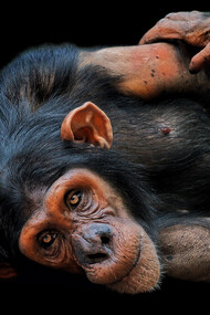 Chimpanzees are in really bad shape