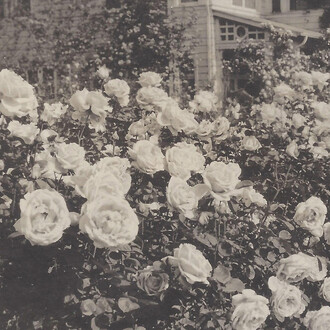 Madame Caroline Testout. Courtesy of Oregon Historical Society