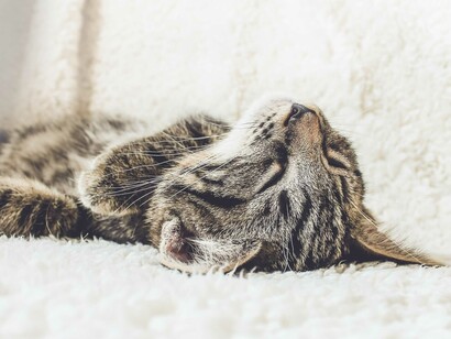 L’accidia è mancanza cura degli altri