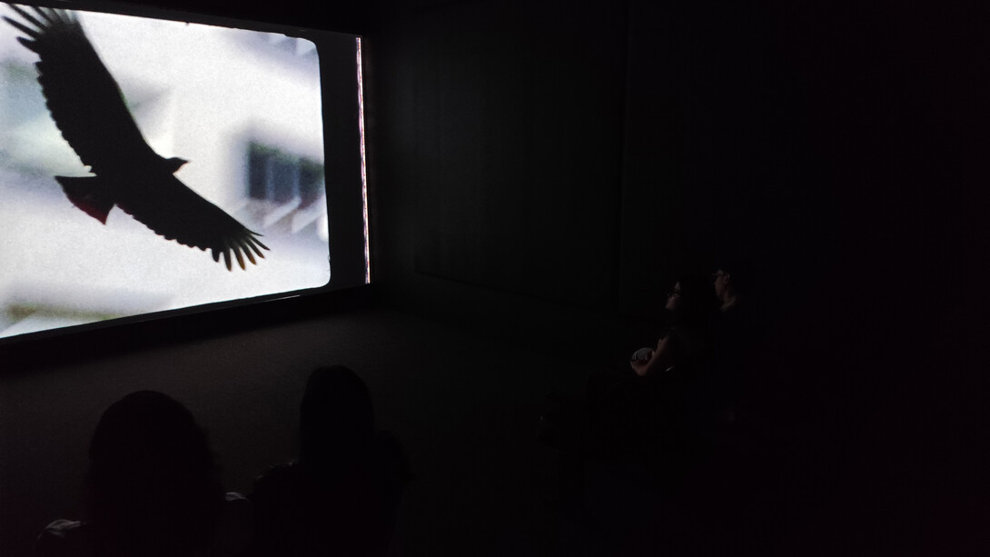 Luiz Roque, Urubu, vista da exposição. Cortesia da Pinacoteca