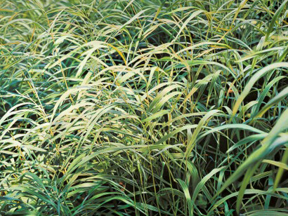 Franz Gertsch. Courtesy of Museum Franz Gertsch