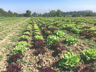 La biodinamica è parte fondamentale dell'agricoltura biologica