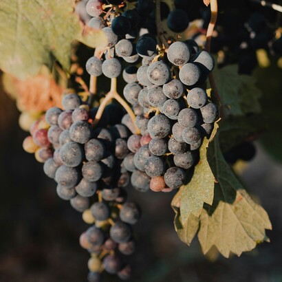 Il sorso tannico, elegante e di lunga persistenza si caratterizza per una sensazione pseudocalorica evidente dovuta a gradazione alcolica di rilievo