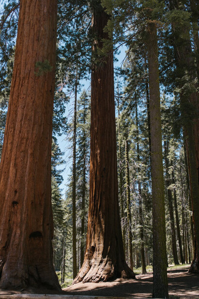 Sequoia National Park, California, Stati Uniti