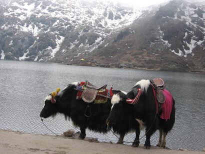 Drinking Time for the Yaks at Changu Lake