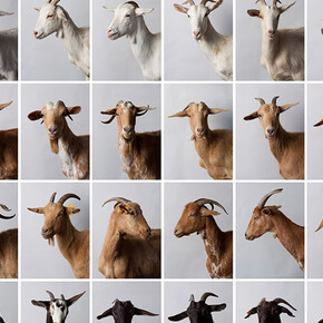 Juan del Junco, El rebaño (El lenguaje), 2013. Cortesía del Centre Pompidou Málaga 