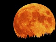 Surreal orange moon over the tree tops