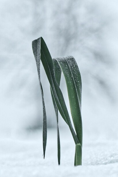 Natureza: beleza divina que brota da terra