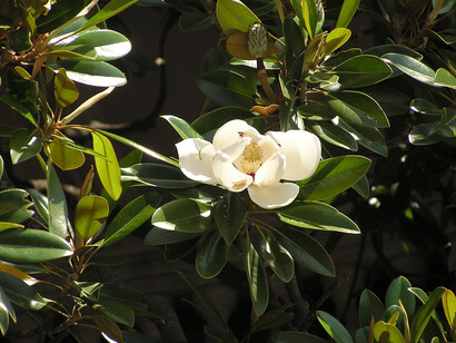 Flor de magnolio. Los magnolios hacían lo posible por sobrevivir, pero esa tierra no era adecuada para su crecimiento