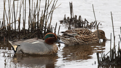 Teal can be seen at close range at RSPB Lodmoor © Gehan de Silva Wijeyeratne