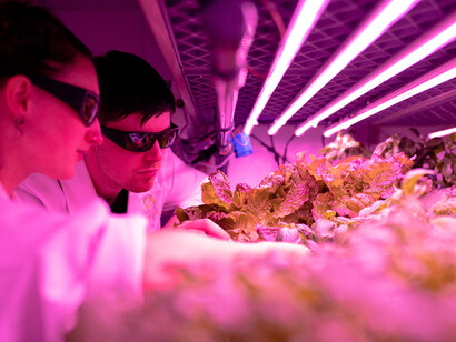 The scientists examining greens growing indoors in the lab