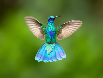 Los colibríes son seres nativos de casi todos los ecosistemas, bosques templados, selvas húmedas, desiertos, incluso en los picos más montañosos y altos de todo el continente americano