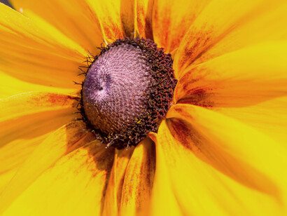 Rudbeckia, native to North America, offer radiant yellow petals