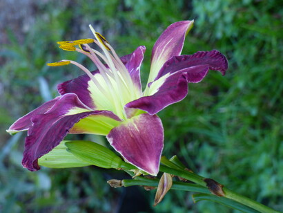 Hemerocallis 'Echo'