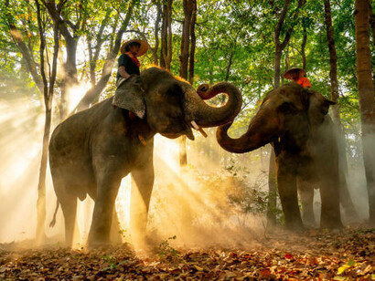 Elephants roam peacefully in the forest as sunlight filters through the trees, symbolizing the harmonious relationship between people and wildlife in Nepal