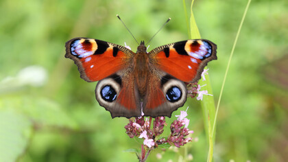 Peacock at Chapel Bank © Gehan de Silva Wijeyeratne