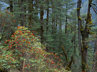Il quarto re del Bhutan, Jigme Singye Wangchuck, nel 1972, istituì il Gross National Happiness Index