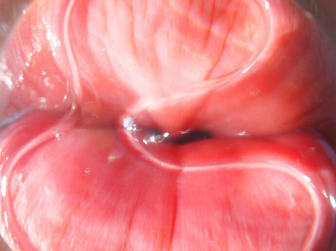 Pipilotti Rist, Mercy Garden (still), 2014. Courtesy of New Museum

