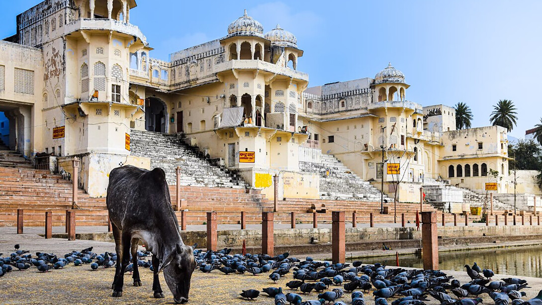 A cow stands calmly in front of a flock of pigeons in Ajmer, Rajasthan, India
