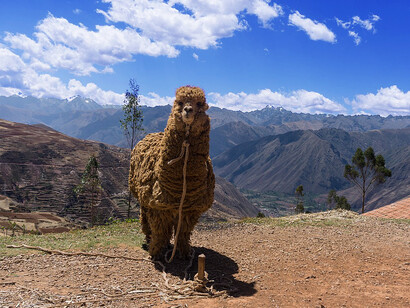Alpaca en la región de Coscu, Perú. Perú es el mayor productor mundial de fibra de alpaca, generando aproximadamente 5 mil toneladas anuales y beneficiando a alrededor de 82 mil familias