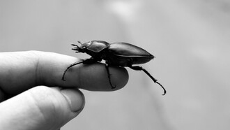 Si la vida interior es un jardín al que se cuida y mima, el insomnio es la plaga que lo corrompe
