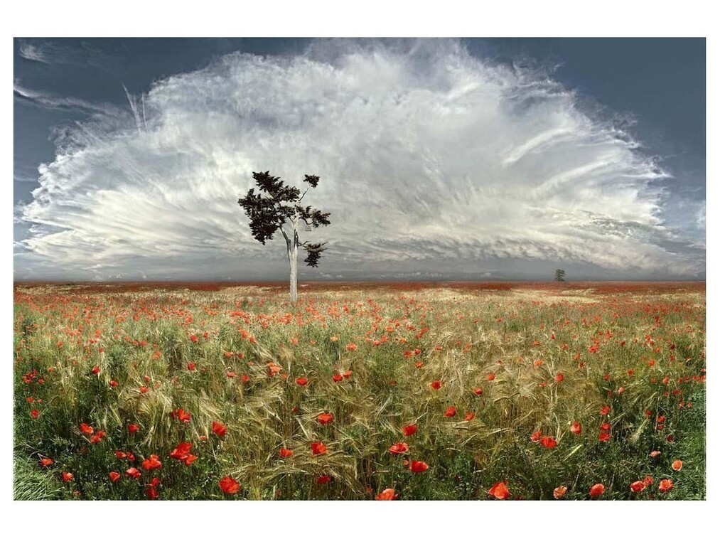 Jean-François Rauzier, Coquelicots, 2003, C-type print, 120 x 180 cm