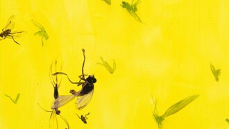 Jaan Toomik, Flies (2022), acrilico su tela, 80 x 120 cm