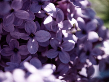 Son imágenes que crecen fuertes y altas como los tallos de las habichuelas que Juanito plantó en el suelo y de las que brotaron las enredaderas que lo llevaron al castillo del ogro