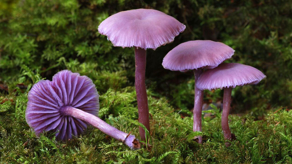 «Laccaria amethystina», especie de hongo basidiomiceto de la familia Hydnangiaceae. Es una especie comestible y se distribuye por buena parte de Europa, Asia y América del Norte