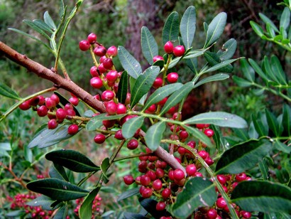 Bacche e foglie di Lentisco