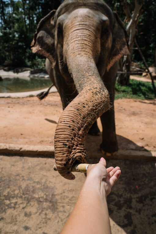 Un elefante afferra un ramo con la proboscide