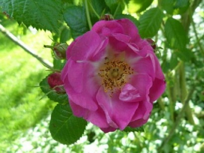 Rosa gallica officinalis  
