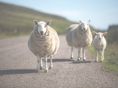 Family on the Road, ph. M. Stillwater