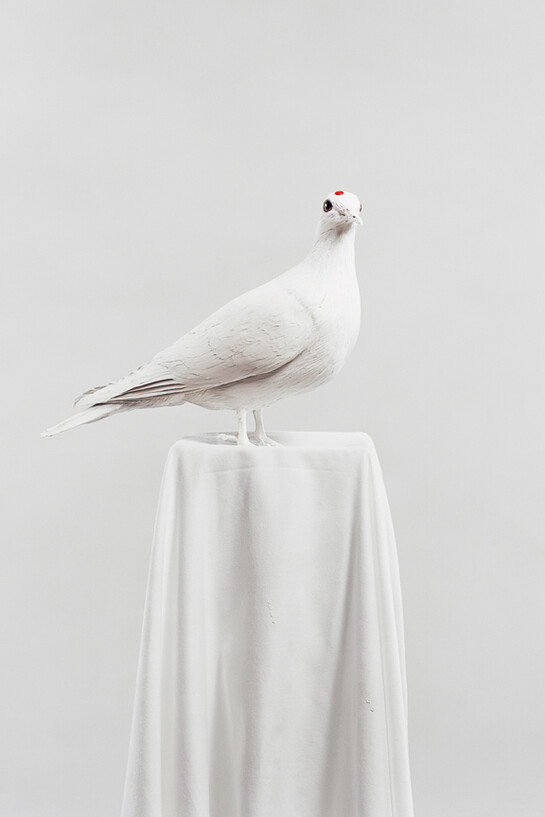 Julia Krahn, Die Taube, 2011 © Julia Krahn 