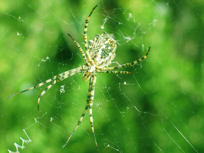 Argiope lobata
