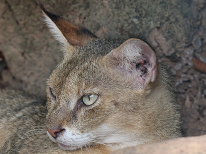 Jungle Cats use sharp hearing to pinpoint prey. Image taken at Colombo Zoo © Gehan de Silva Wijeyeratne