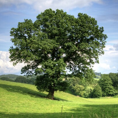 L'utilisation de la forme d'un arbre permet d'évoquer le renouveau et la vie éternelle